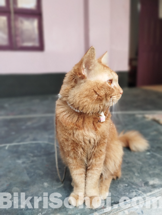 Persian Female Cat for Sale – Rangpur.
